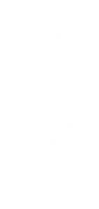 roots