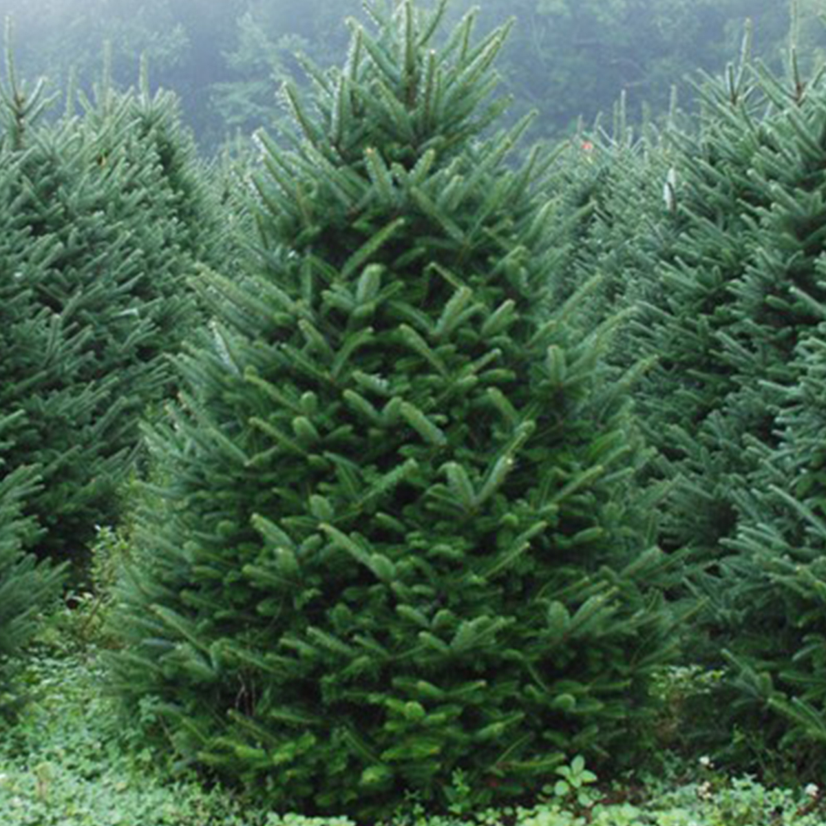 Canaan Fir - Firever Pines Christmas Tree Farm