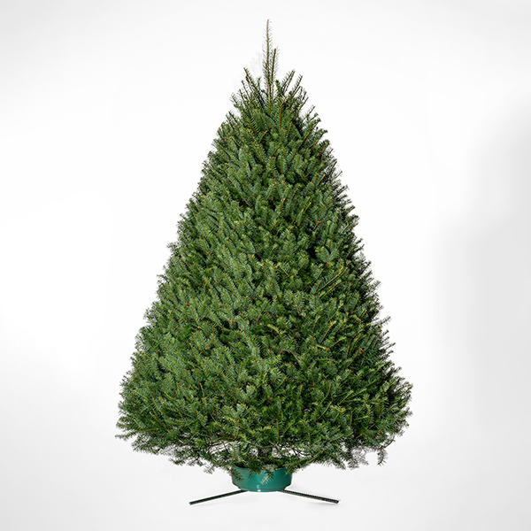 Douglas Fir