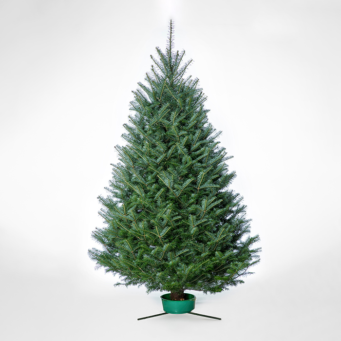 Canaan Fir