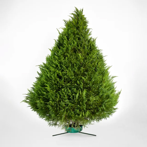 Leyland Cypress